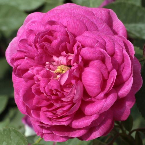 Rosa Rose de Resht - porpora - rose portland